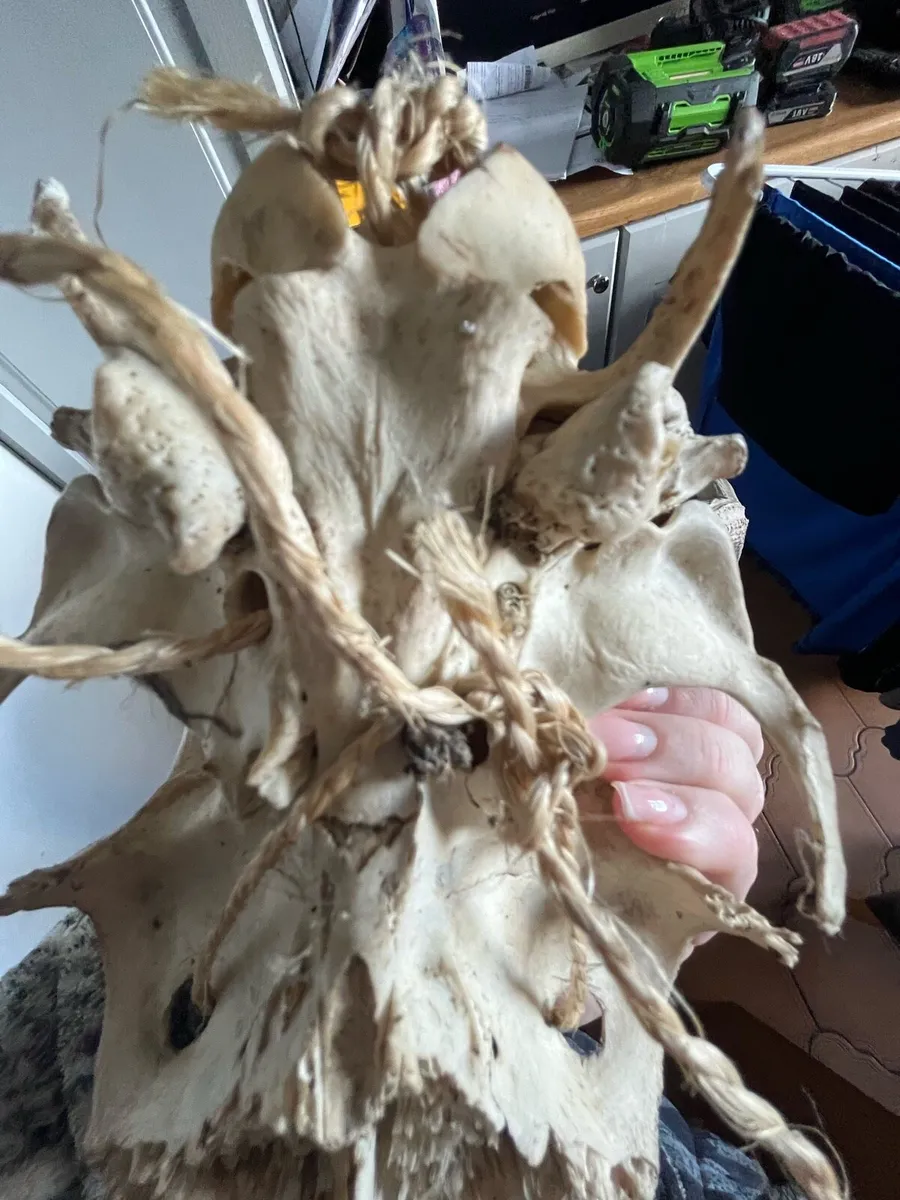 Deer antlers - Image 4