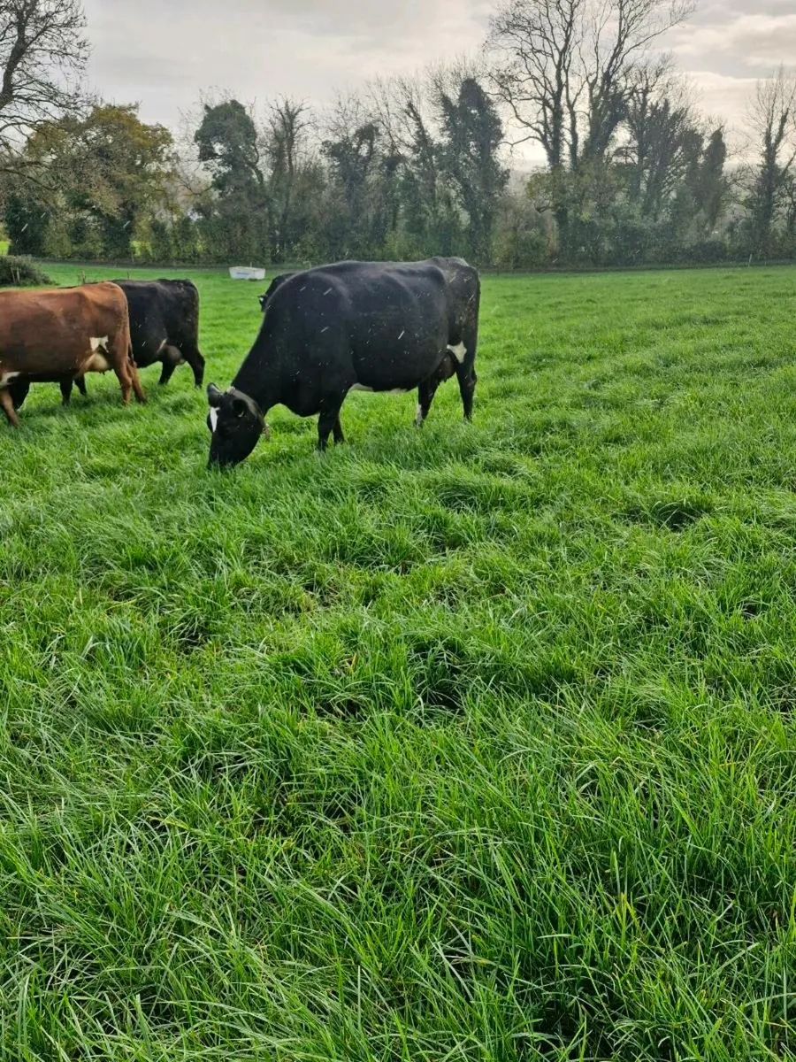 Cows in milk - Image 2