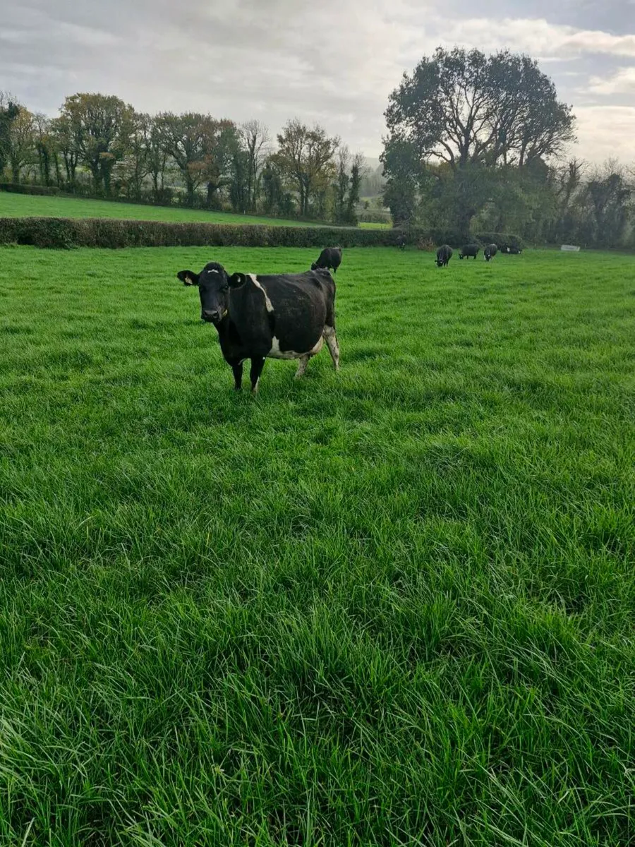 Cows in milk - Image 3