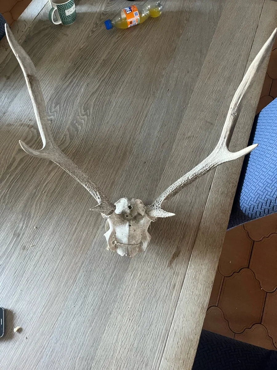 Deer antlers - Image 1