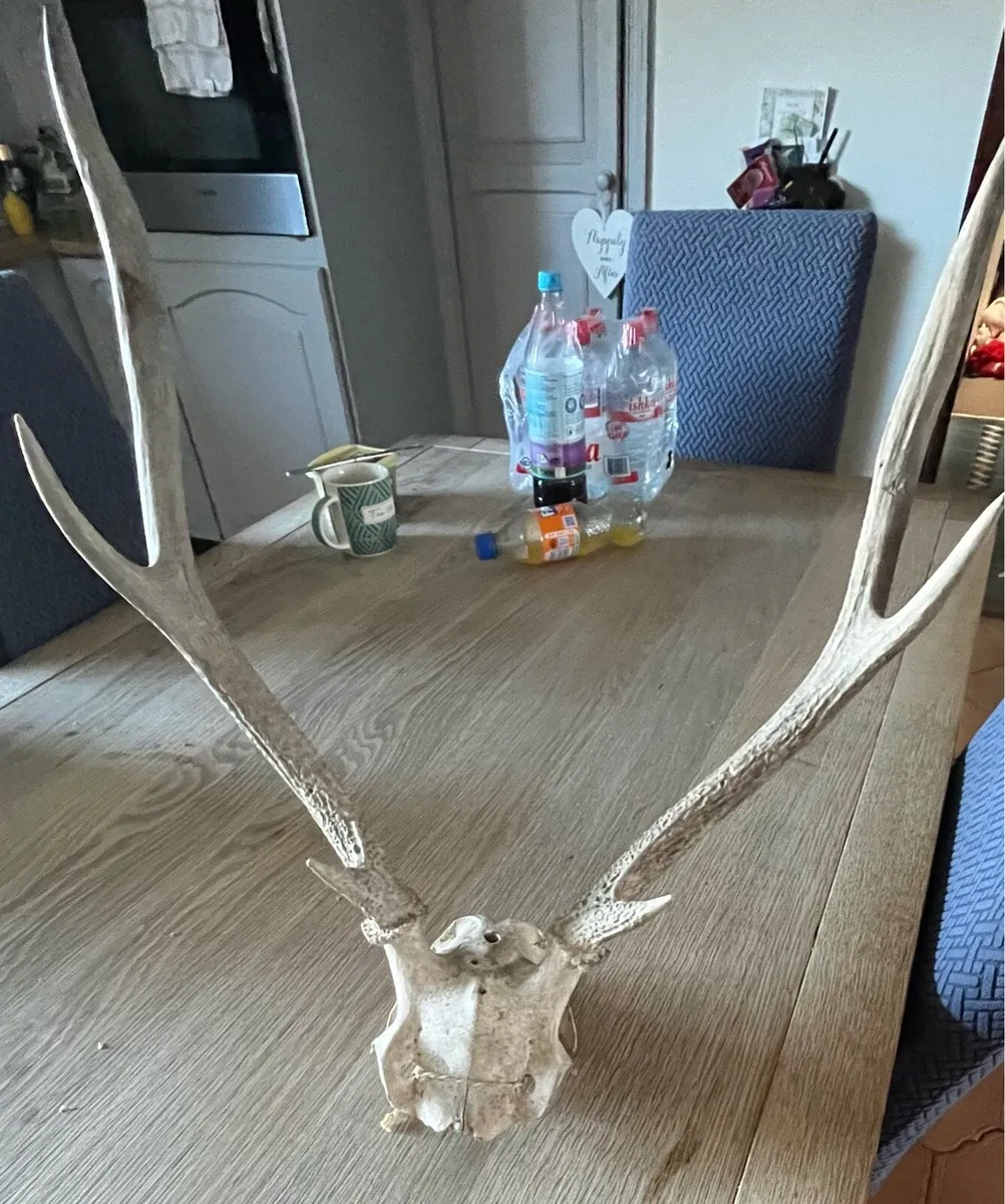 Deer antlers - Image 2