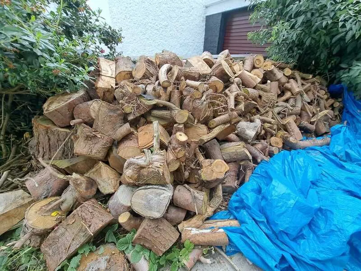 Firewood 300 Euros - Image 1