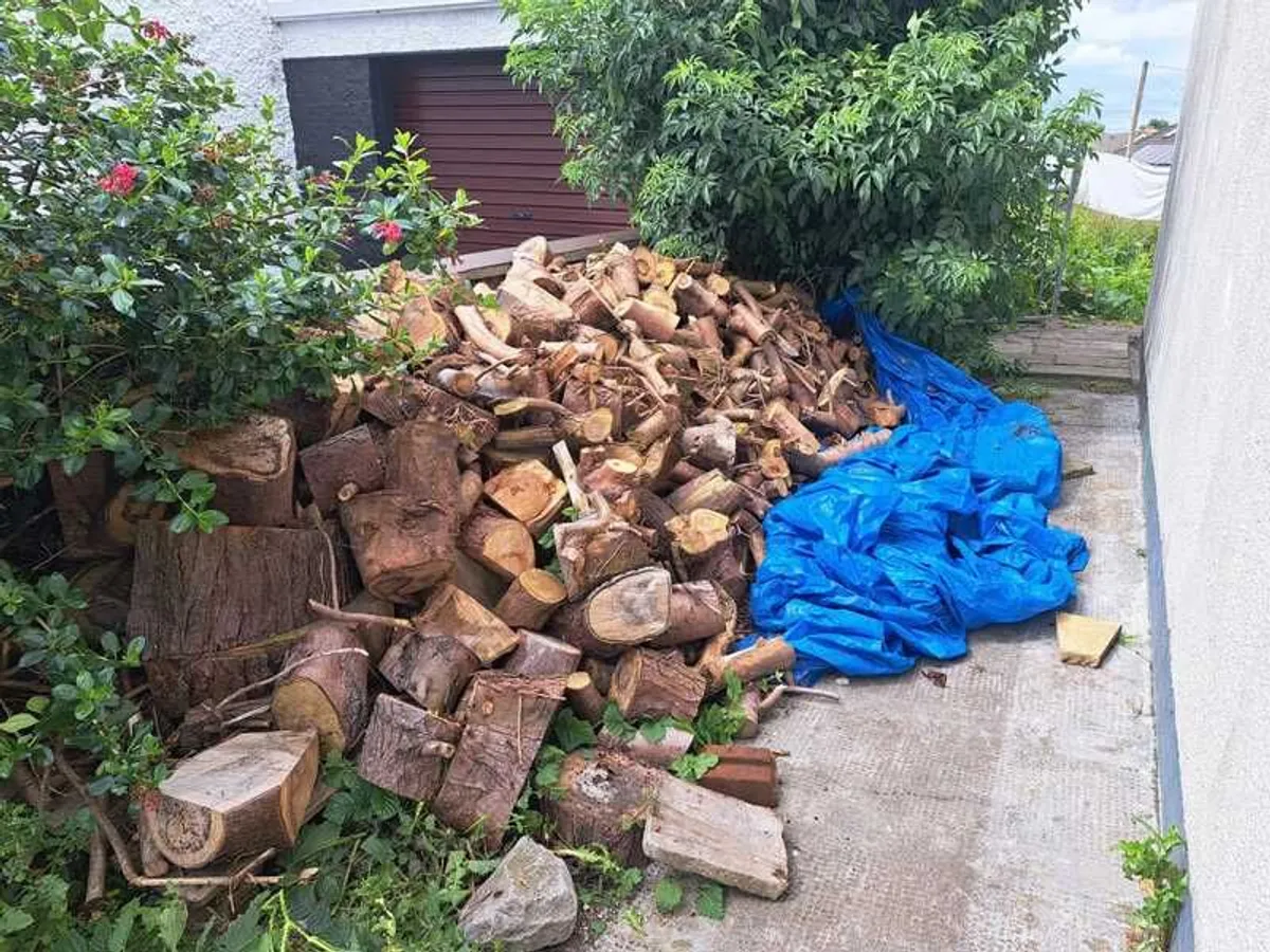 Firewood 300 Euros - Image 2