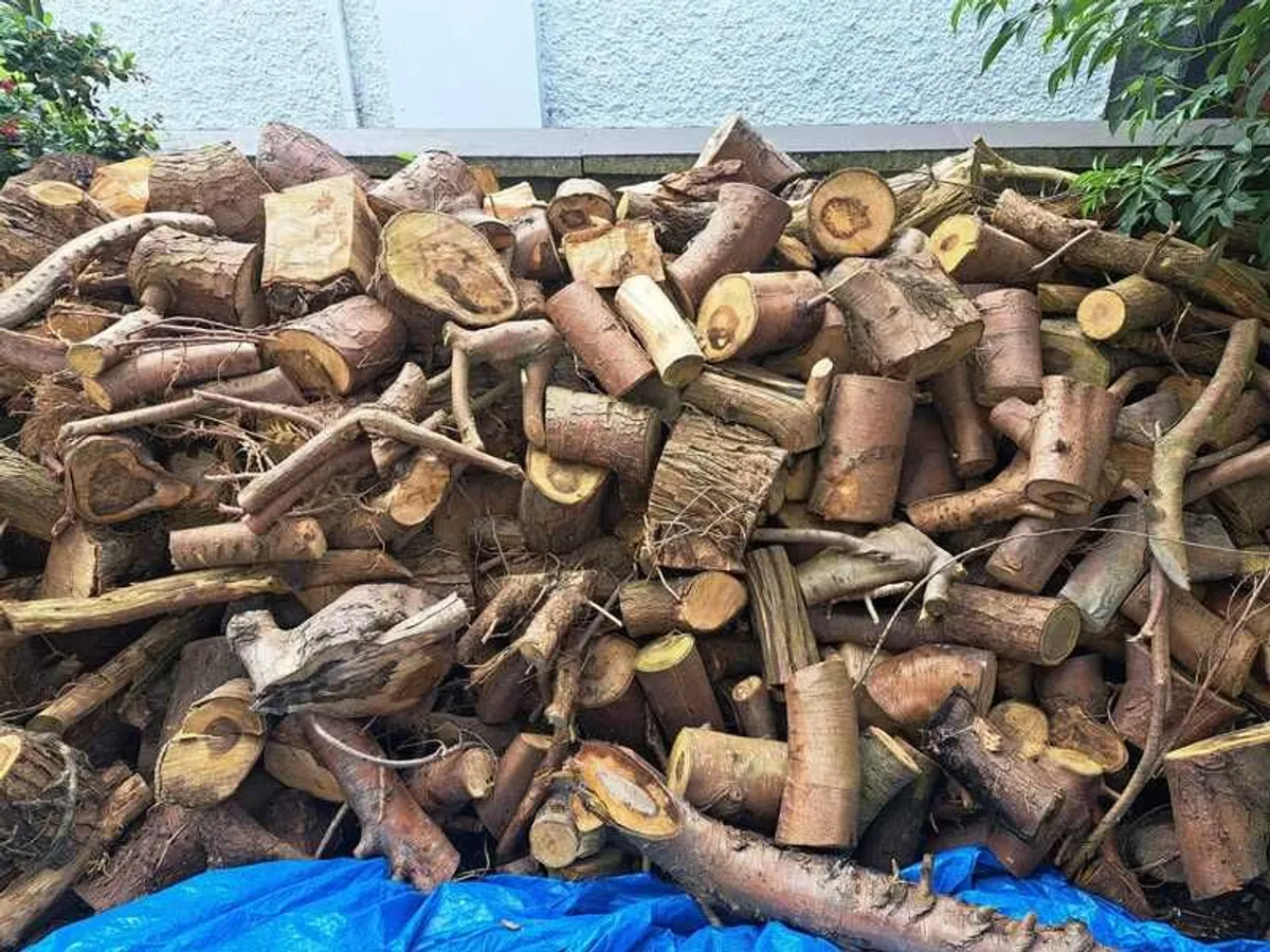 Firewood 300 Euros - Image 3
