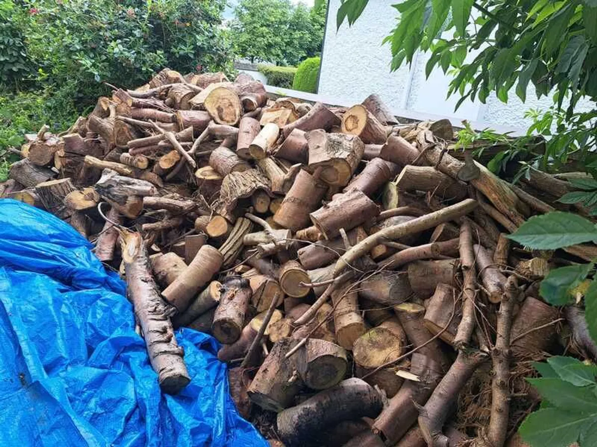 Firewood 300 Euros - Image 4