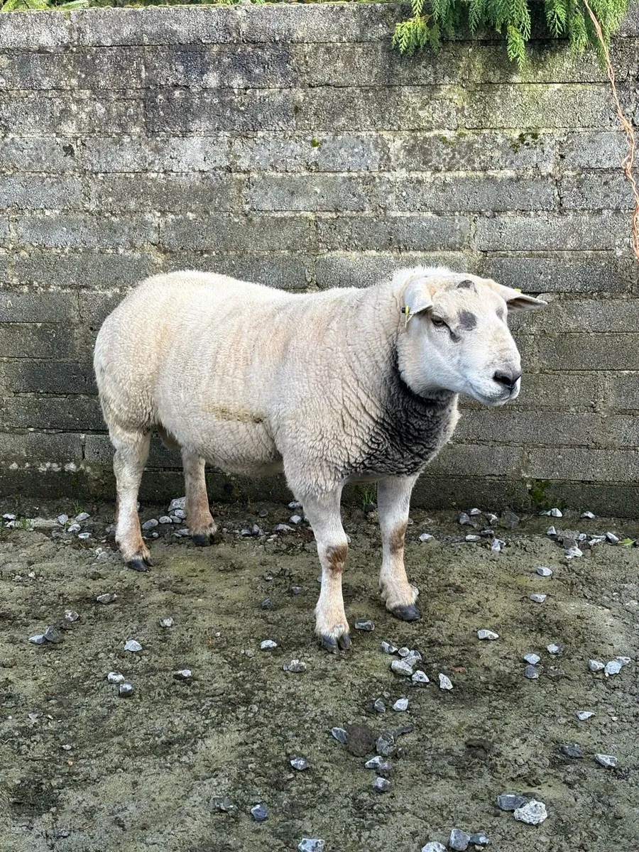 3 Year Old Texel Ram - Image 1