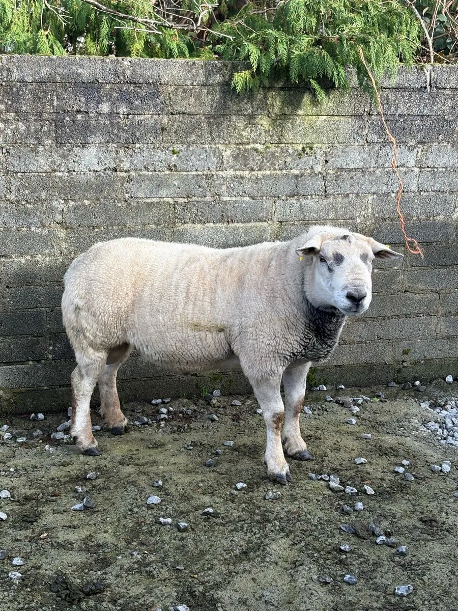 3 Year Old Texel Ram - Image 2