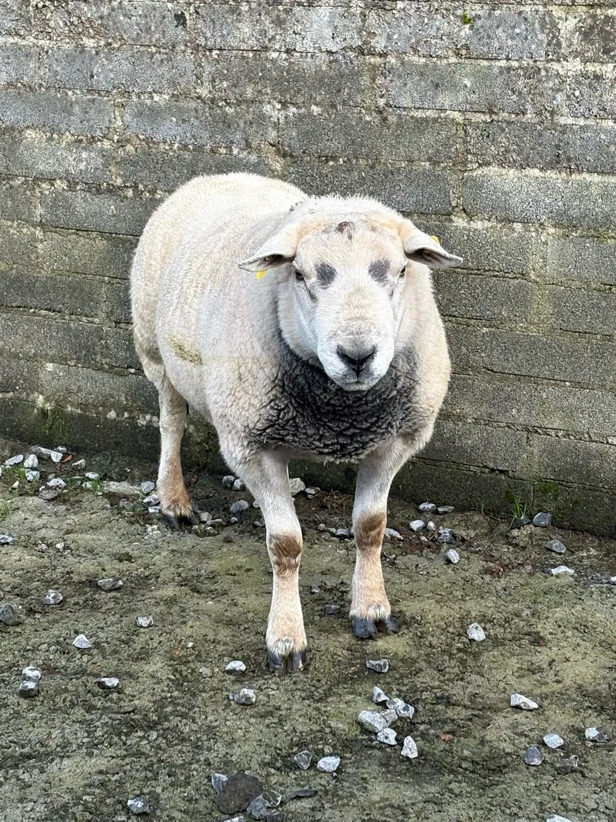 3 Year Old Texel Ram - Image 3