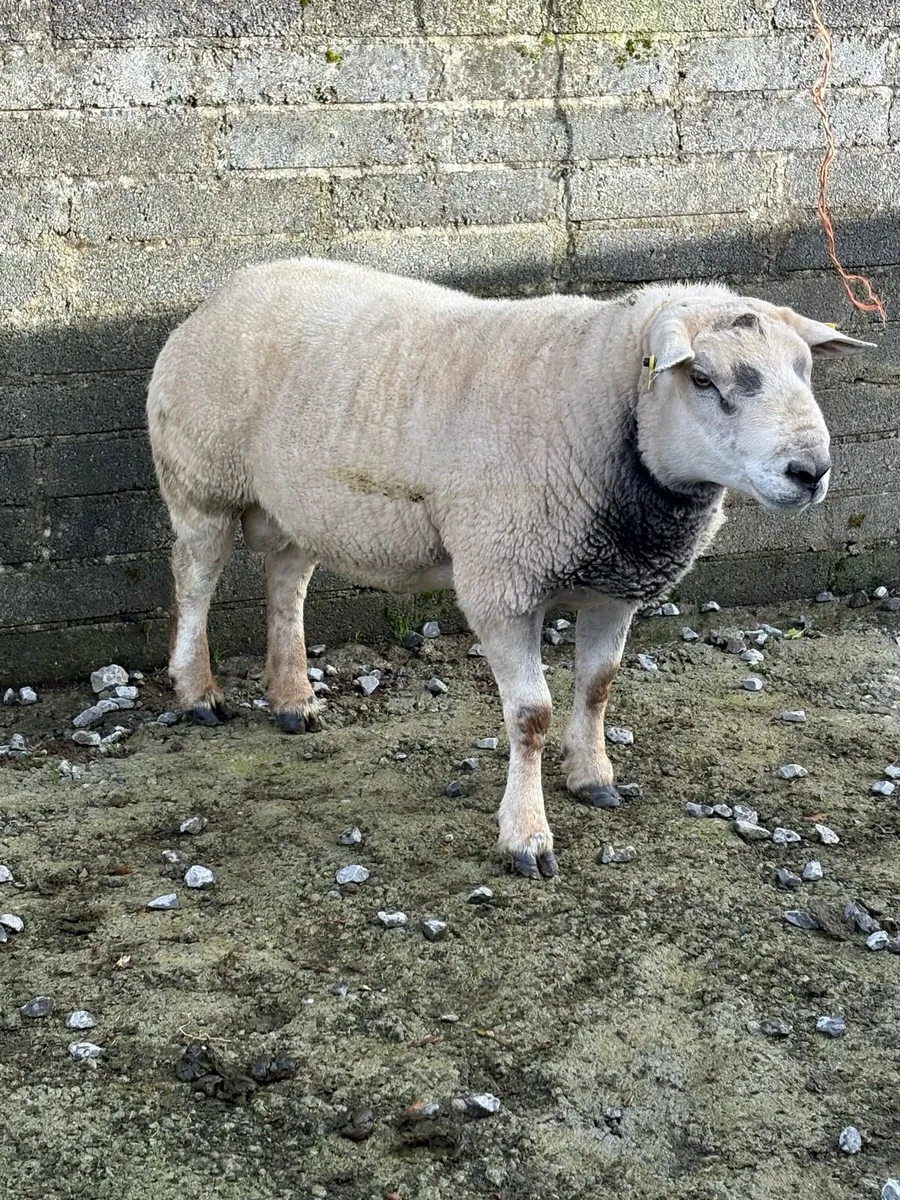 3 Year Old Texel Ram - Image 4