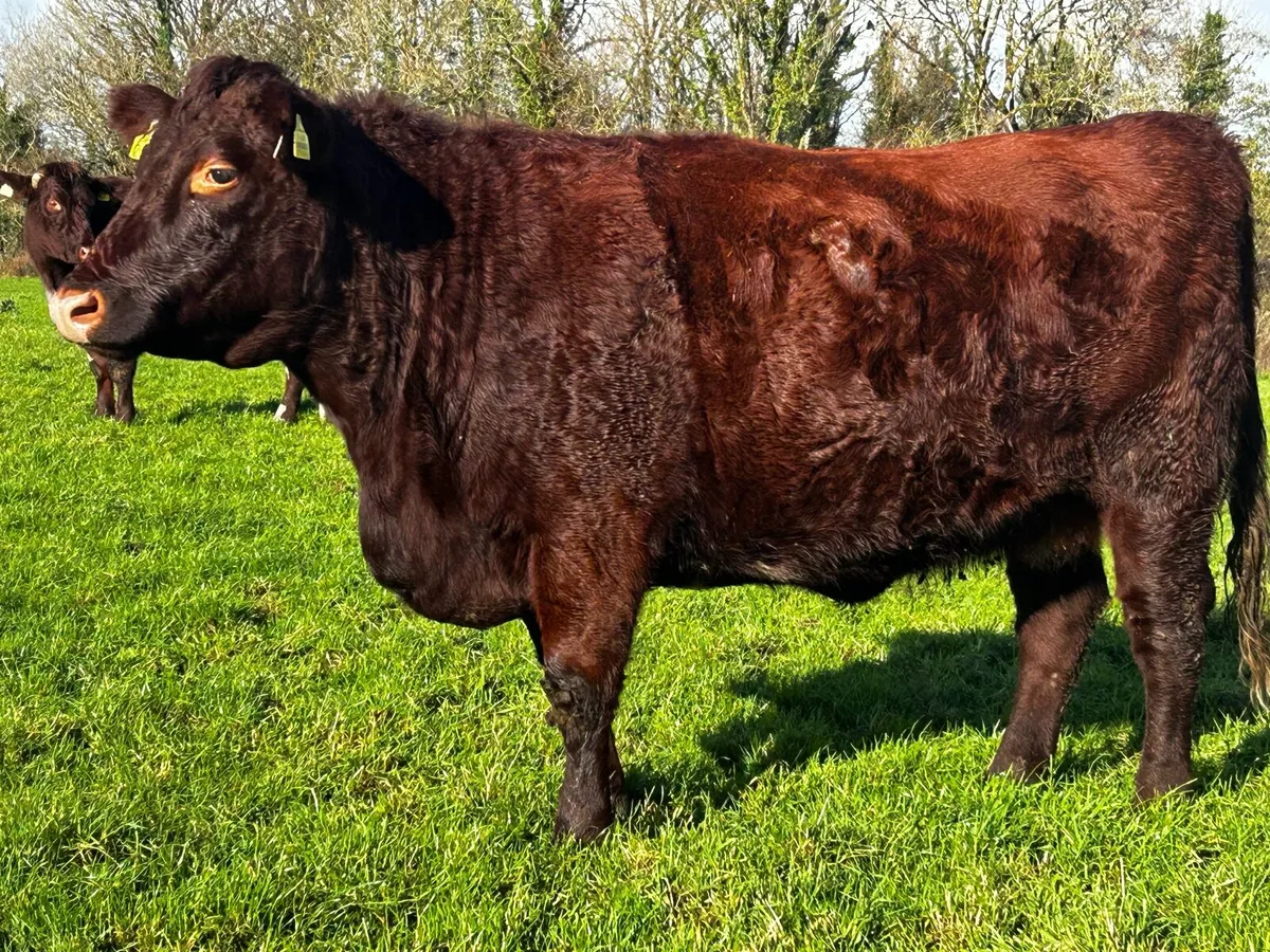 Pedigree Registered In-Calf Shorthorn Heifer - Image 1