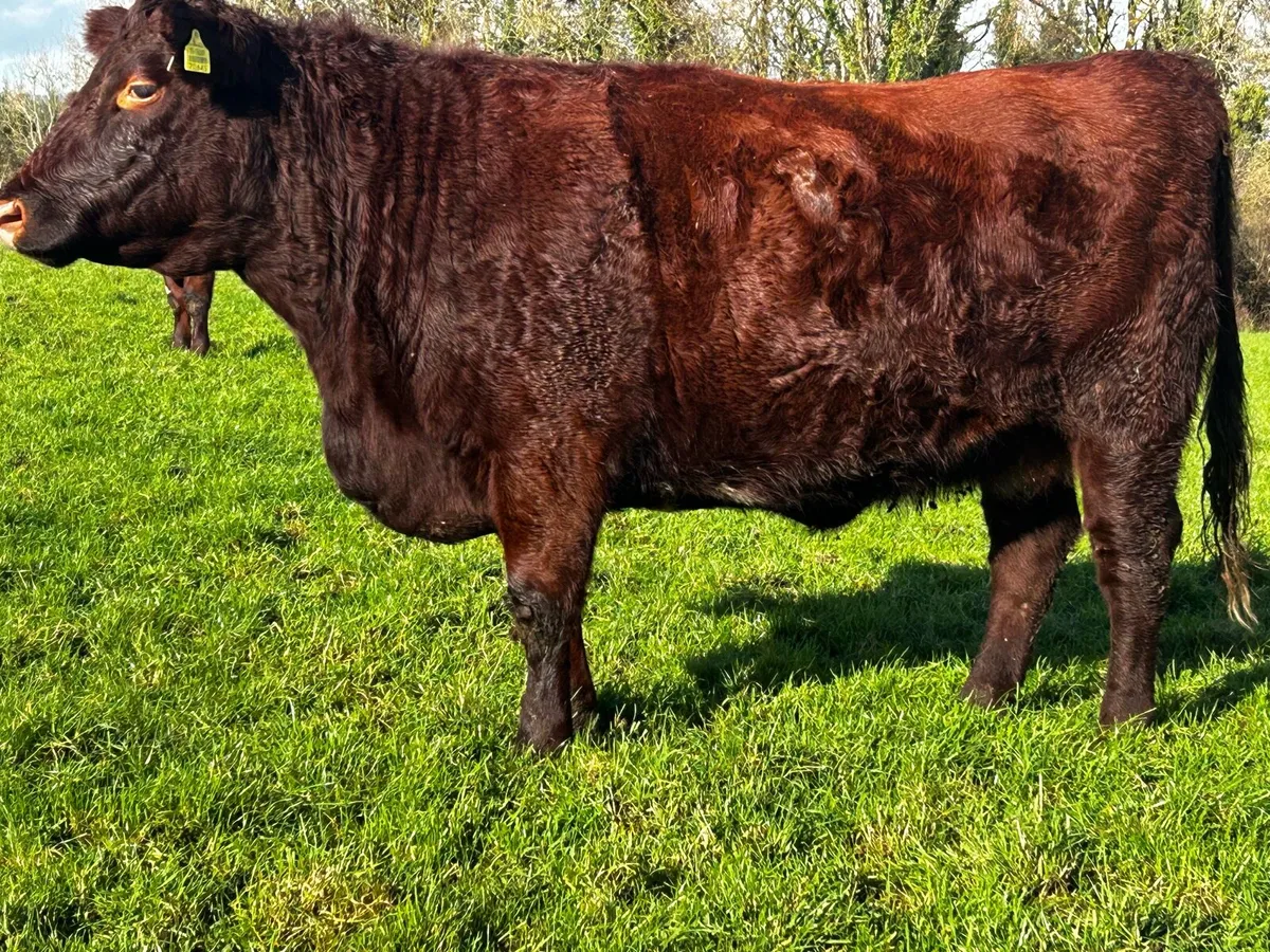Pedigree Registered In-Calf Shorthorn Heifer - Image 2