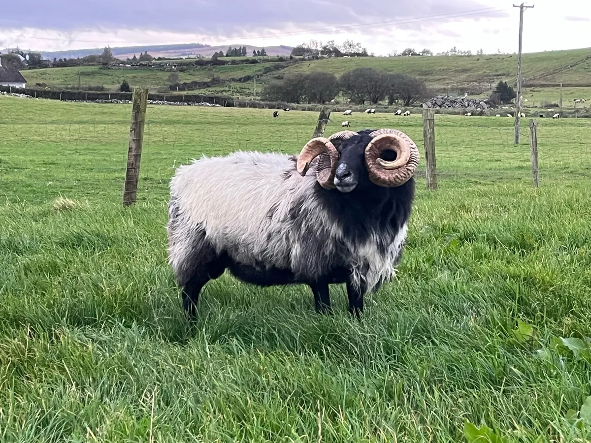 Mayo Mountain ram for sale - Image 1