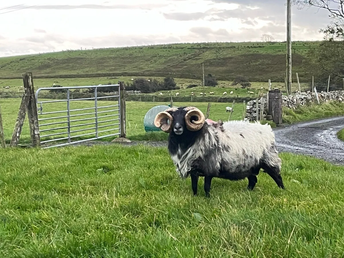 Mayo Mountain ram for sale - Image 2
