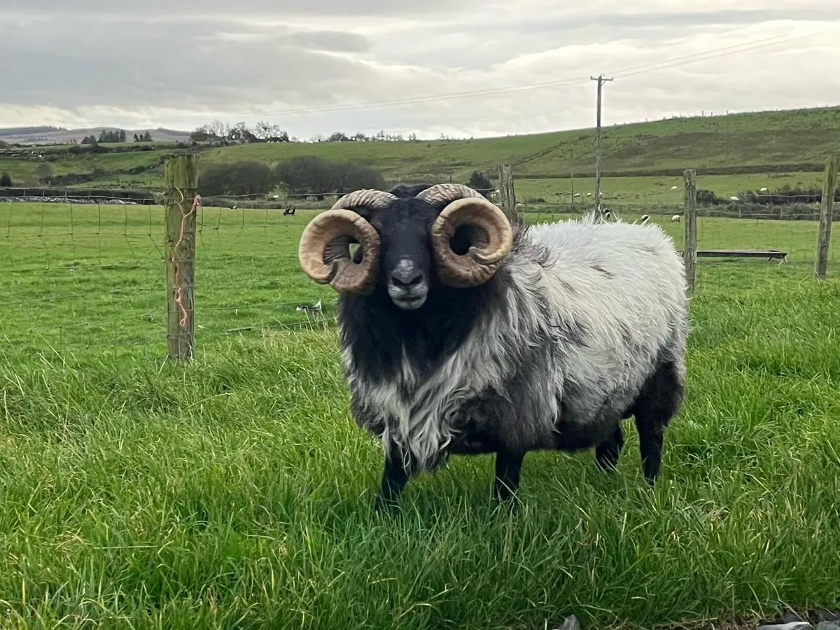 Mayo Mountain ram for sale - Image 3