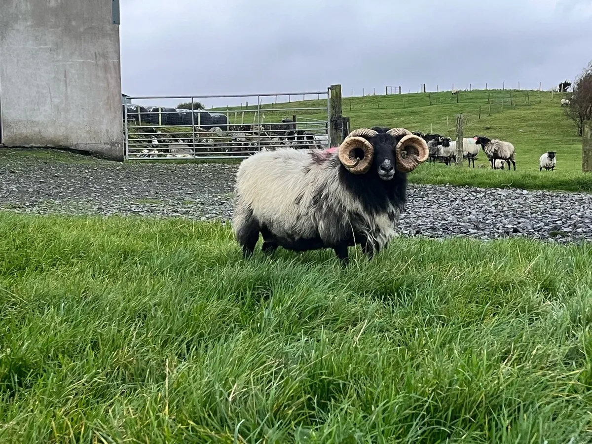 Mayo Mountain ram for sale - Image 4
