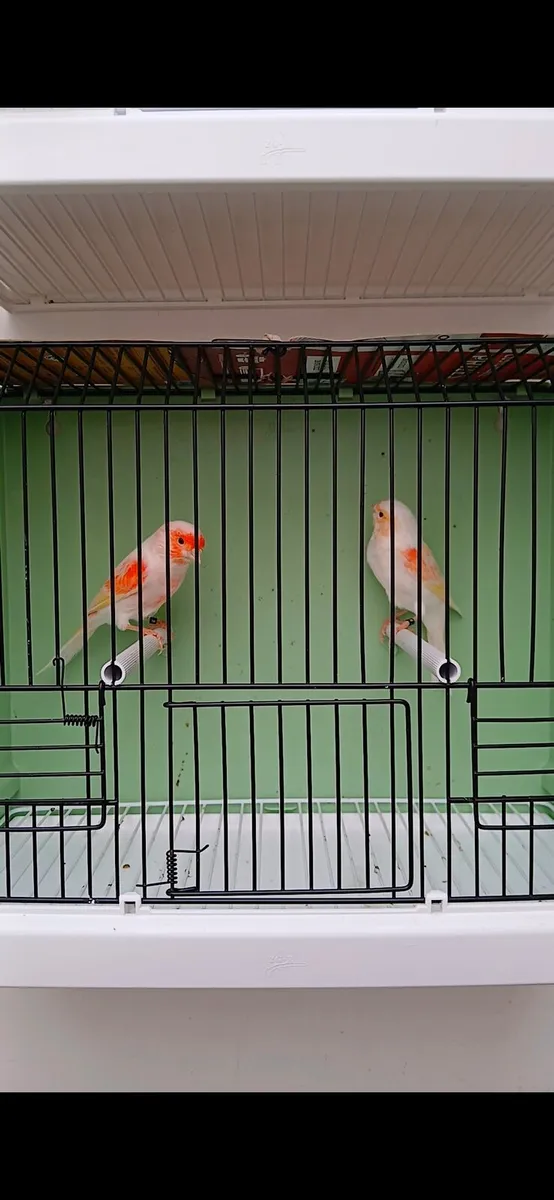 large cage for sale. - Image 1