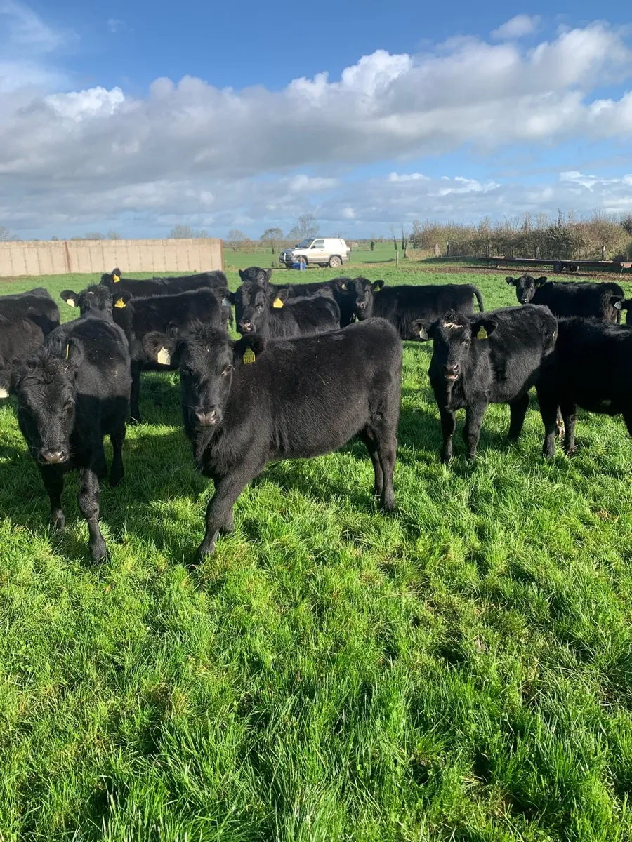 Angus female weanlings - Image 1