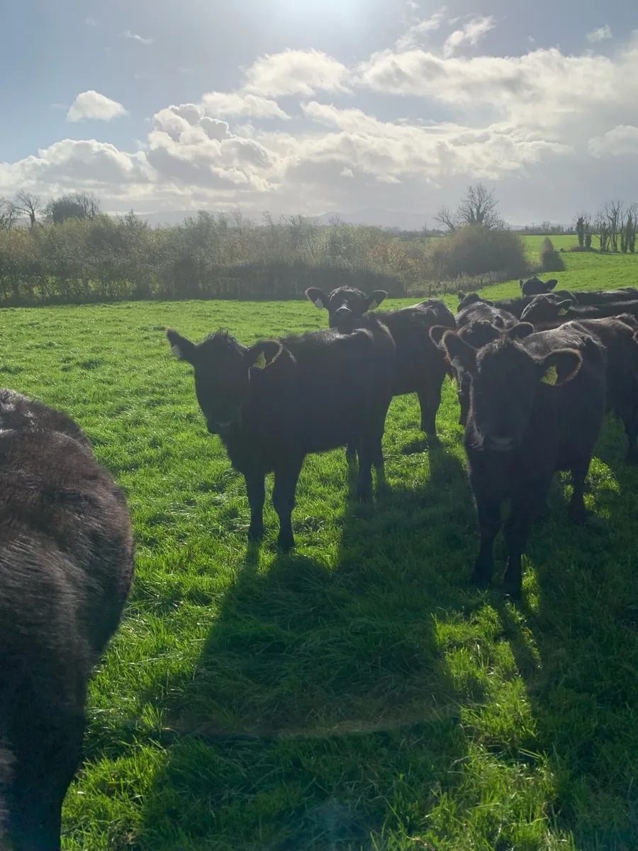 Angus female weanlings - Image 2