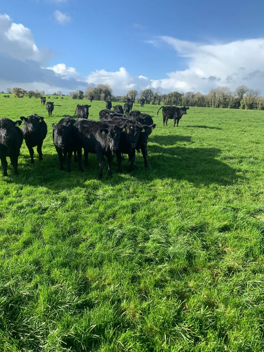 Angus female weanlings - Image 3
