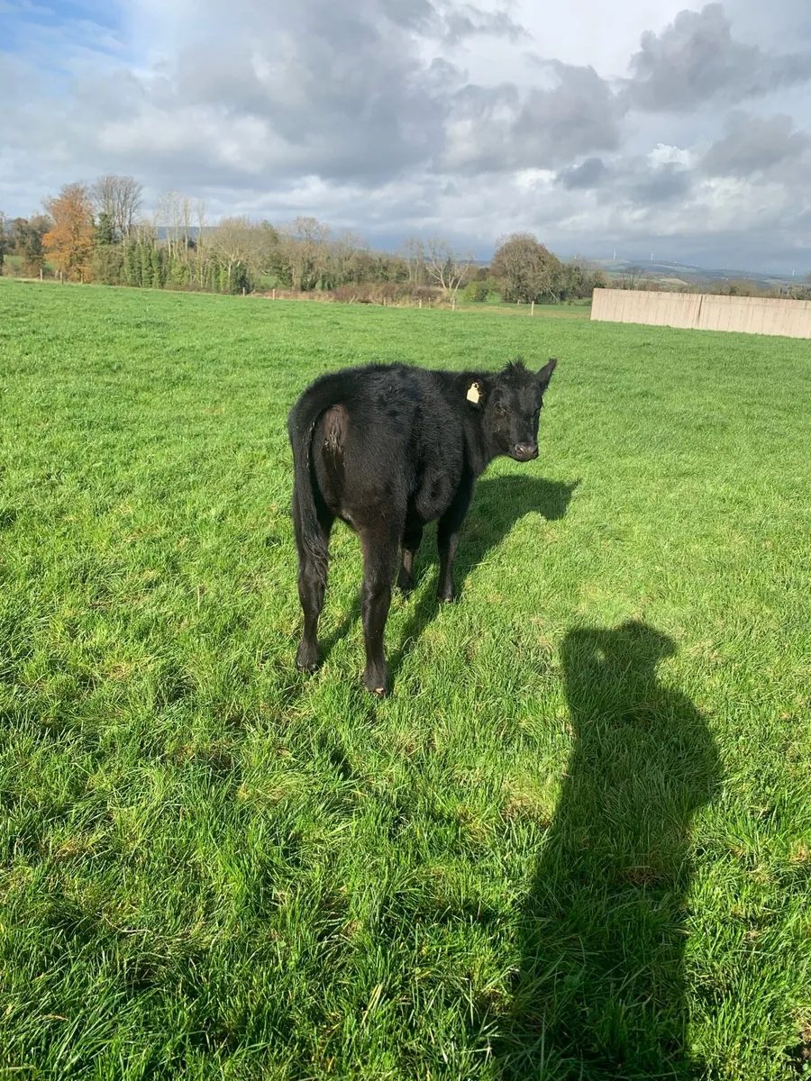 Angus female weanlings - Image 4