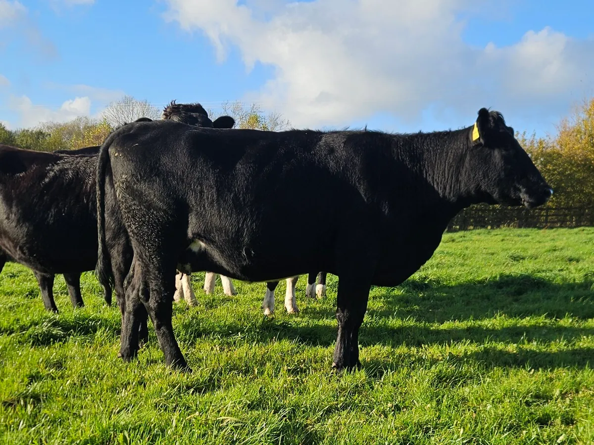 Angus Springer - Image 1