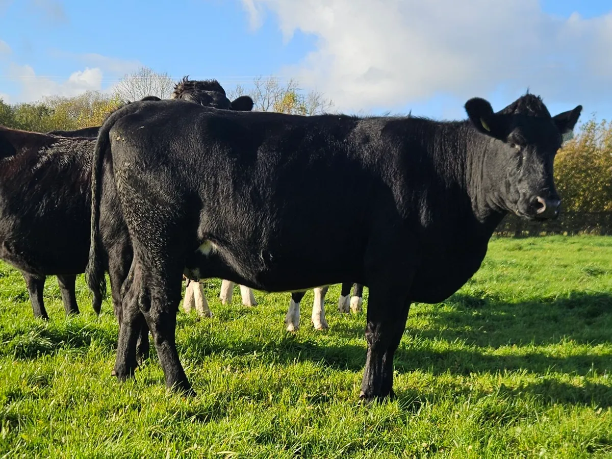 Angus Springer - Image 2