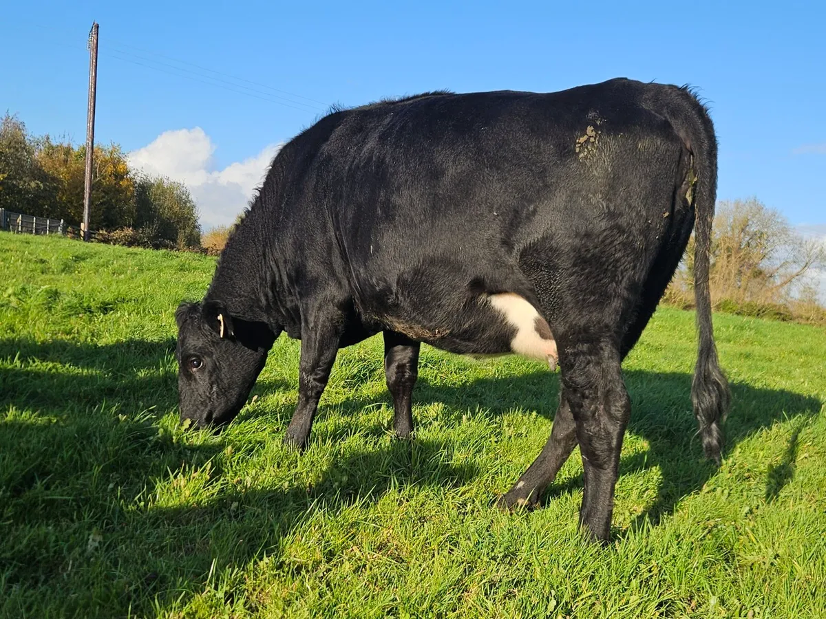 Angus Springer - Image 3