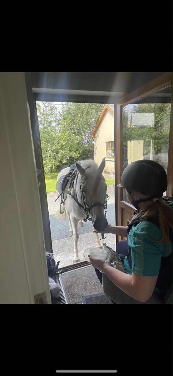 Connemara Pony 19 year old ! - Image 1