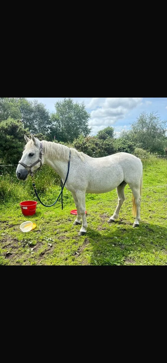 Connemara Pony 19 year old ! - Image 2