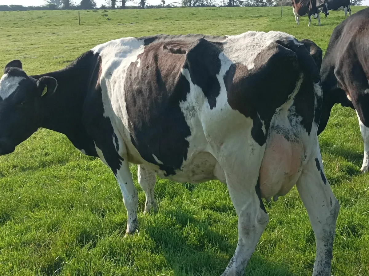 Cow to suck calves - Image 1