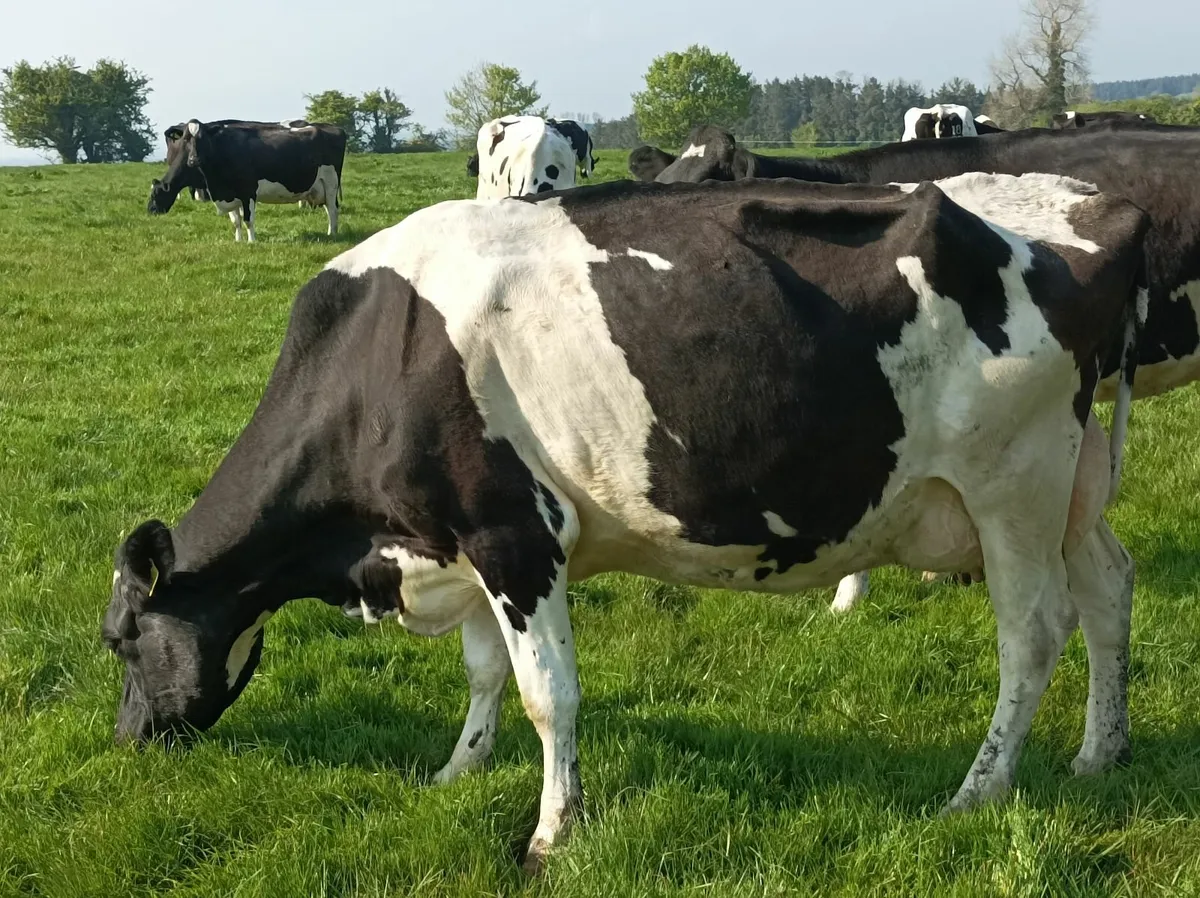 Cow to suck calves - Image 2