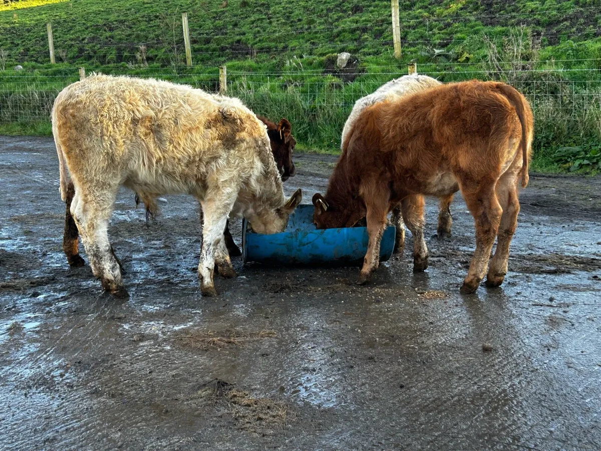 4 Super U Grade Bull Weanlings - Image 2