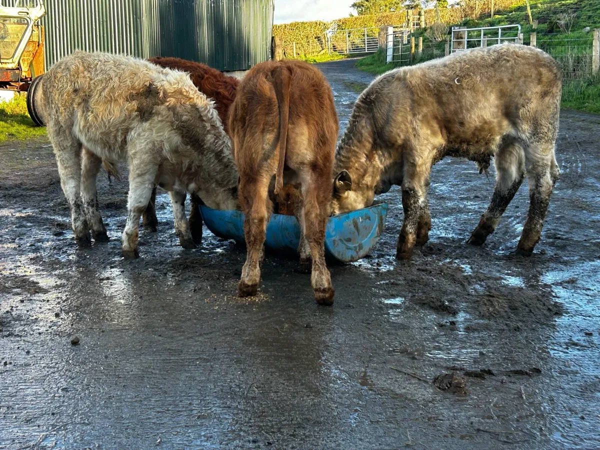 4 Super U Grade Bull Weanlings - Image 3