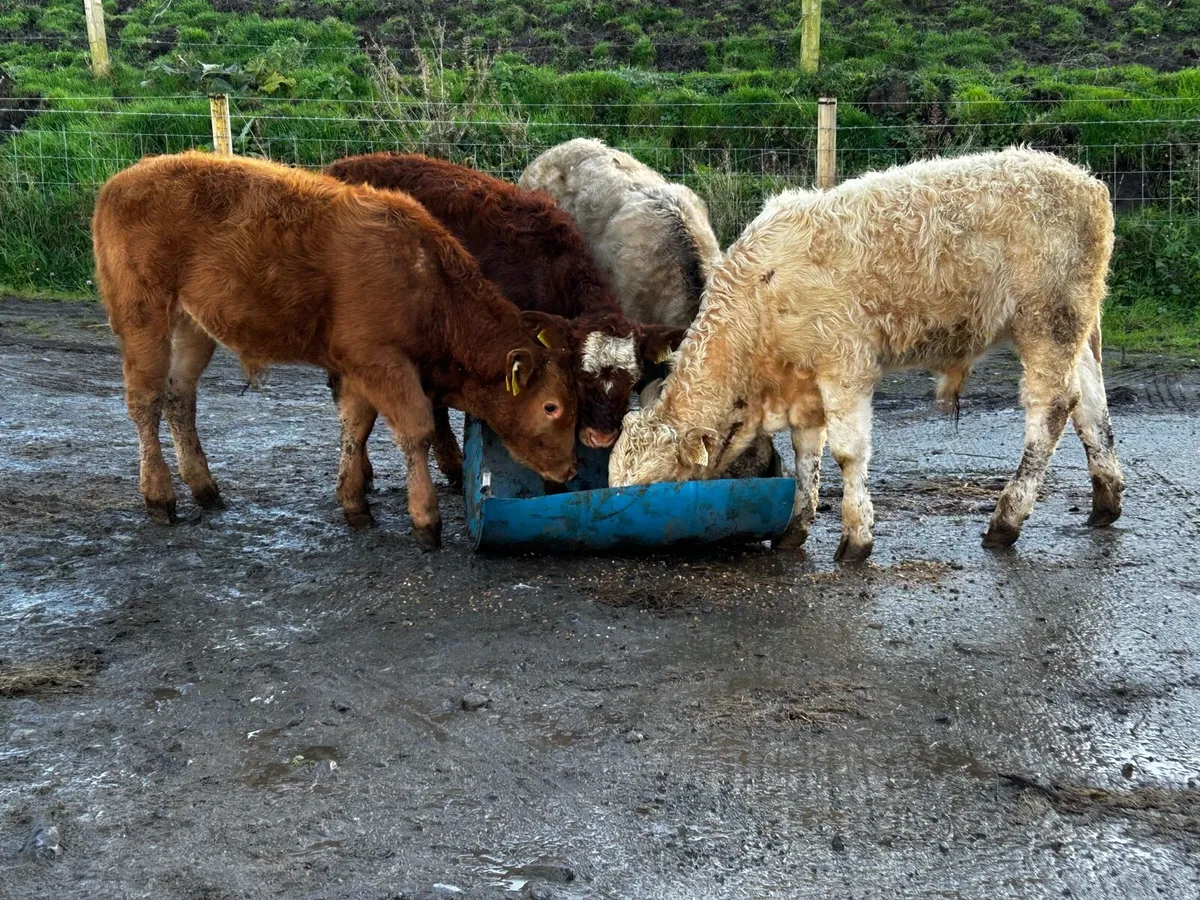 4 Super U Grade Bull Weanlings - Image 1