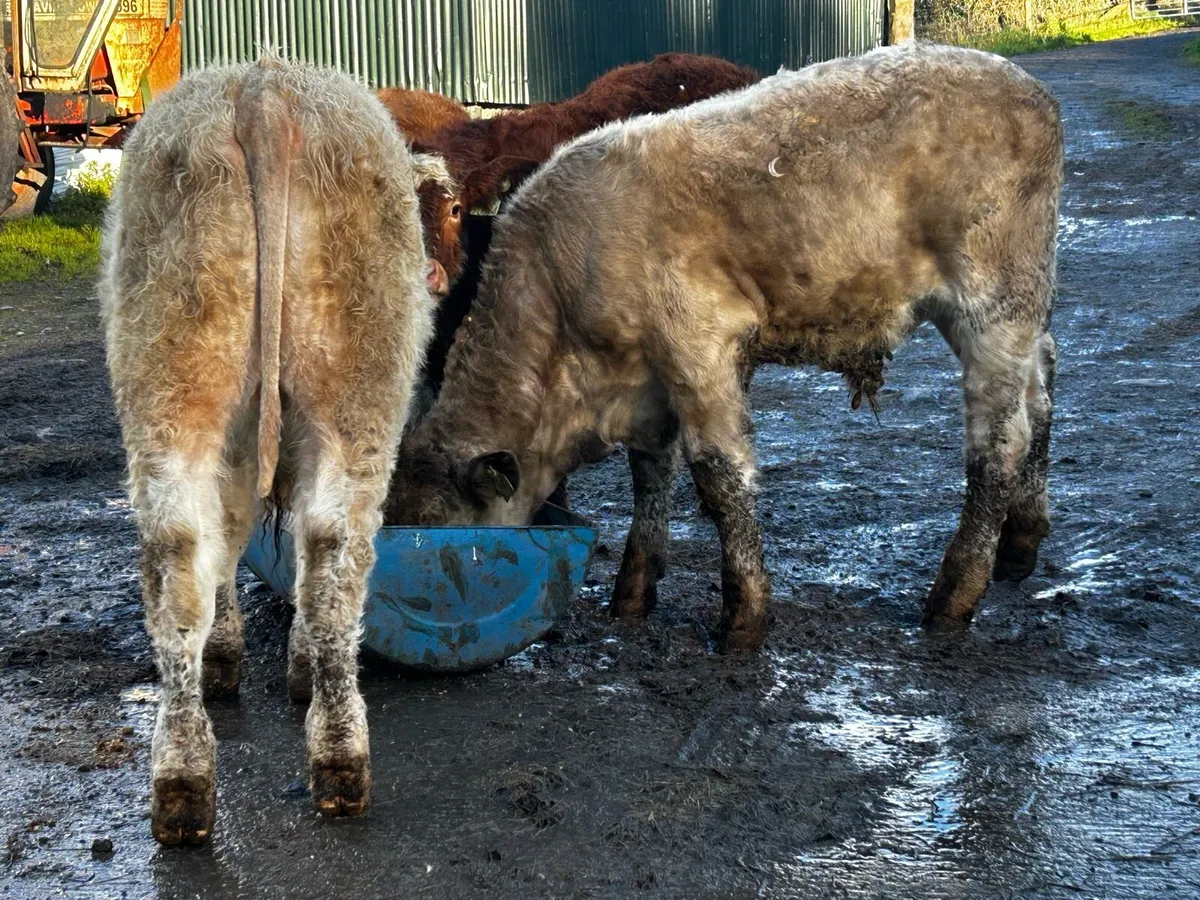 4 Super U Grade Bull Weanlings - Image 4