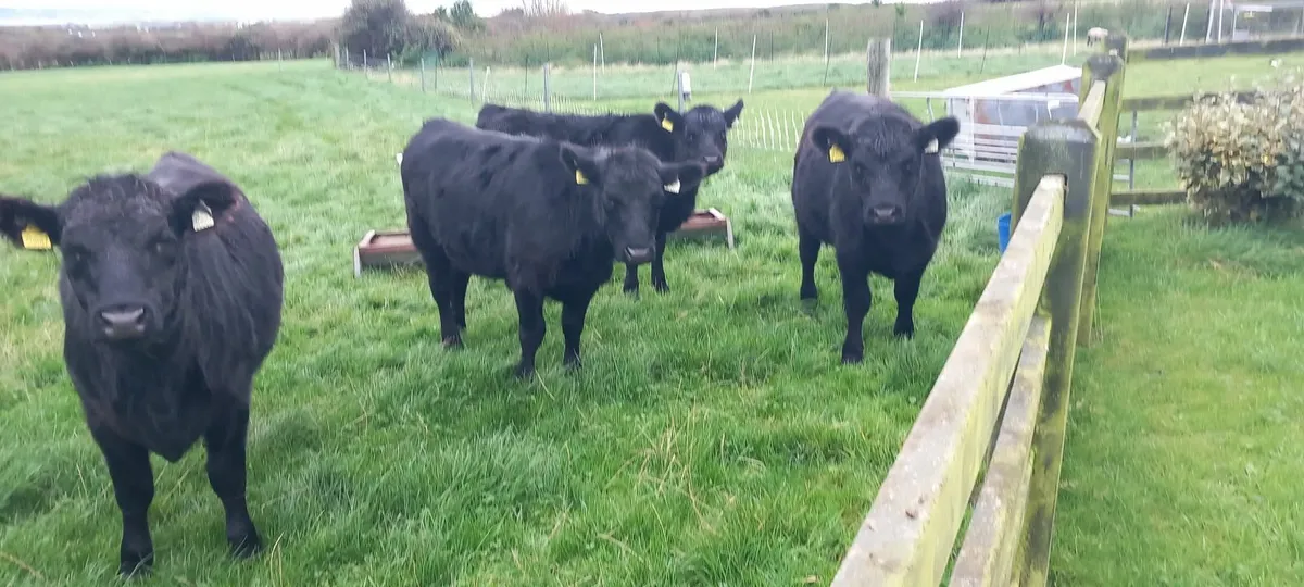 Aberdeen Angus Heifers Purebred - Image 2