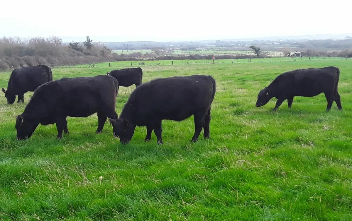 Aberdeen Angus Heifers Purebred - Image 1