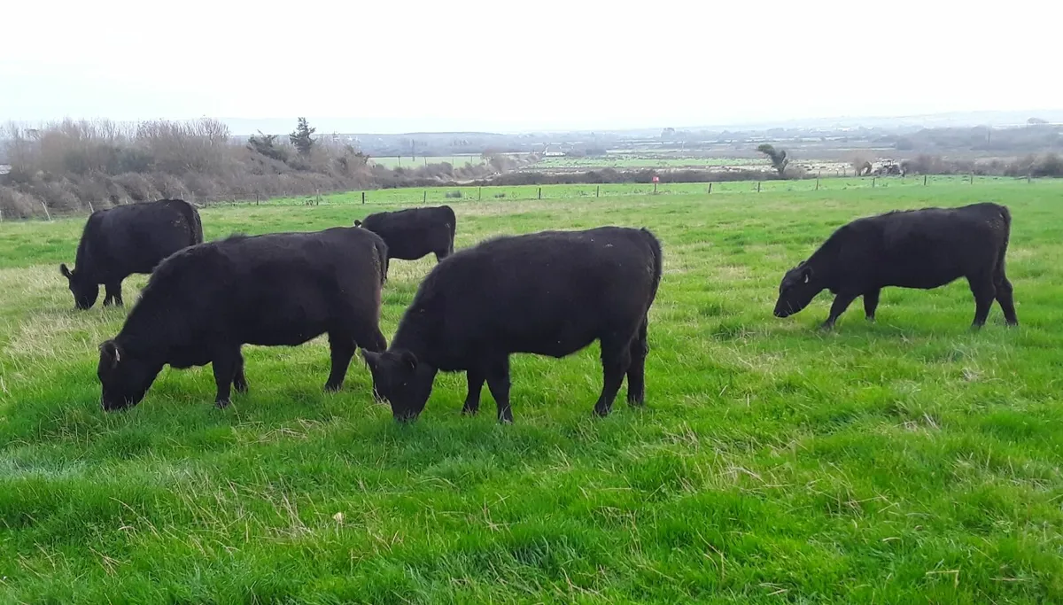 Aberdeen Angus Heifers Purebred - Image 3