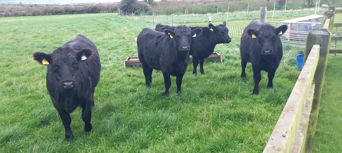 Aberdeen Angus Heifers Purebred - Image 4