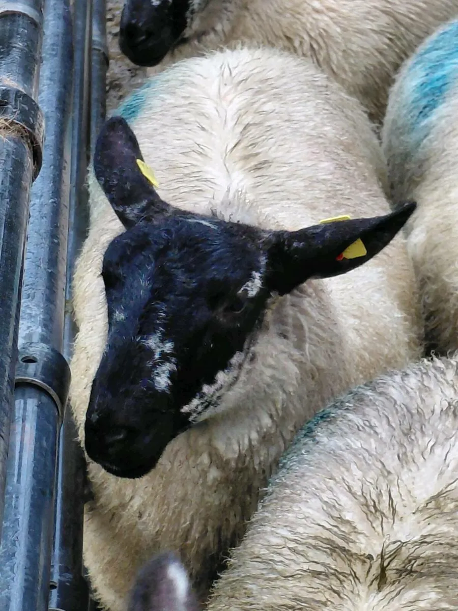 Ewe Lambs and hoggets - Image 1