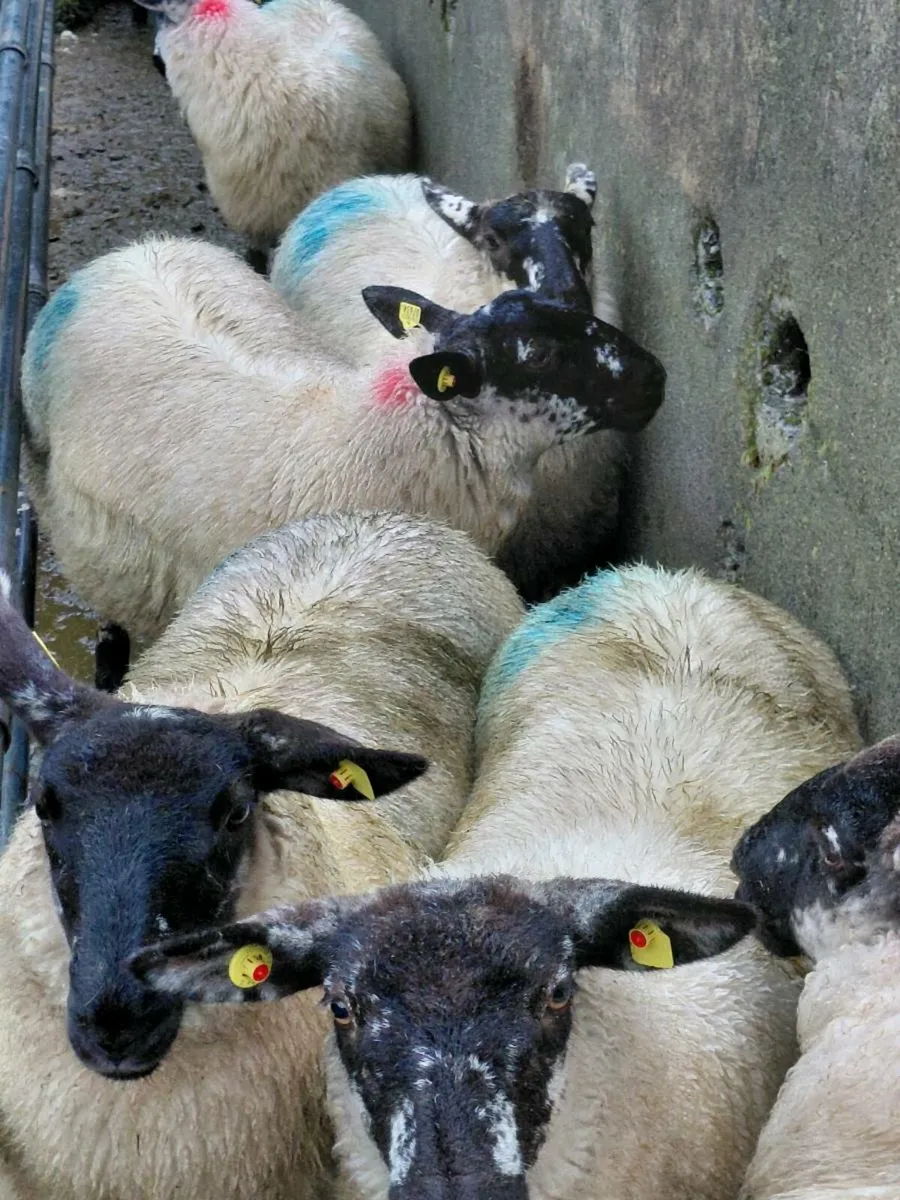 Ewe Lambs and hoggets - Image 2