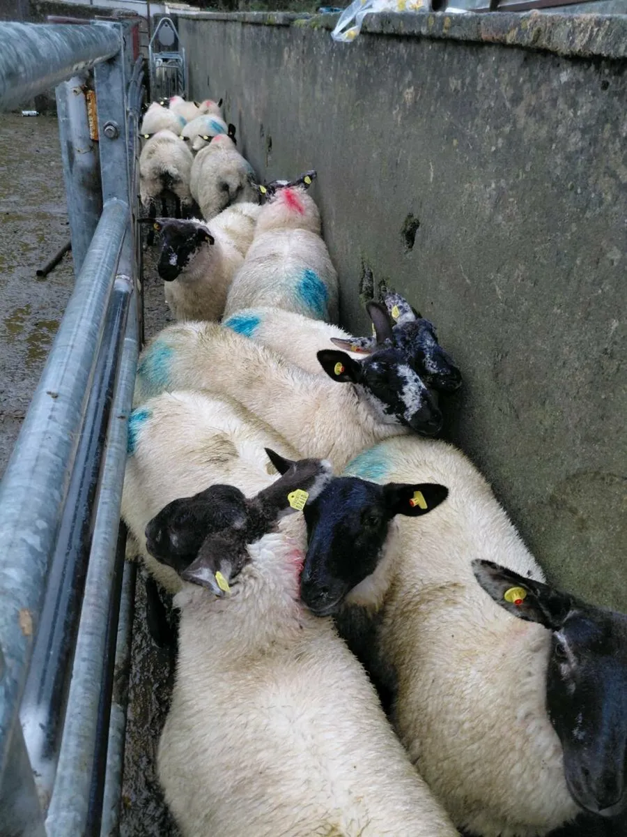 Ewe Lambs and hoggets - Image 3