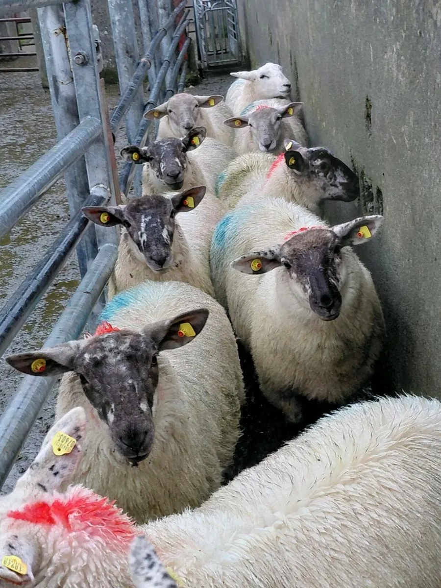 Ewe Lambs and hoggets - Image 4