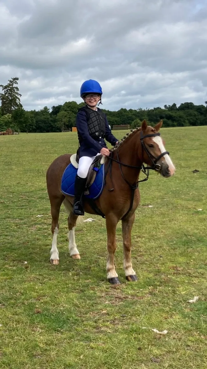 5 year old allrounder: Showjump / Games - Image 1