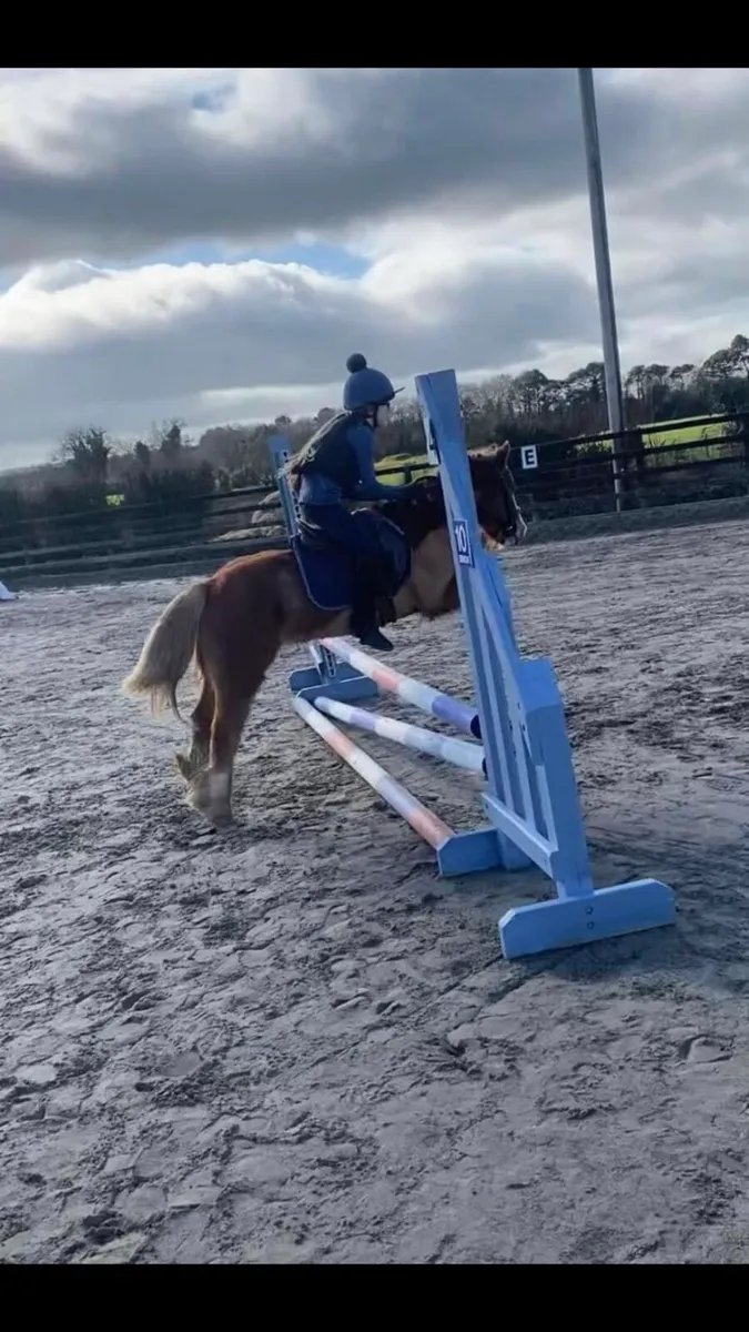 5 year old allrounder: Showjump / Games - Image 2