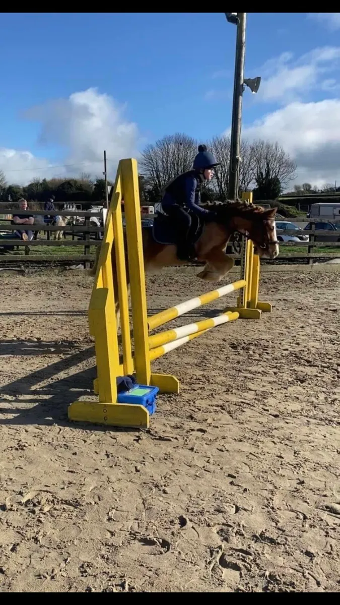 5 year old allrounder: Showjump / Games - Image 3