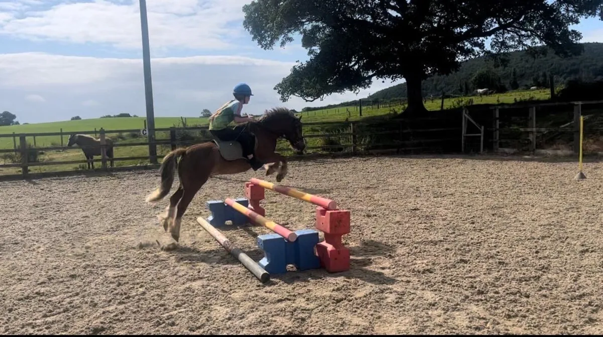 5 year old allrounder: Showjump / Games - Image 4