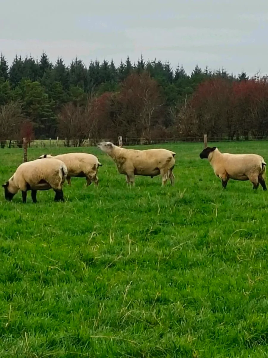 Charollais ram - Image 1