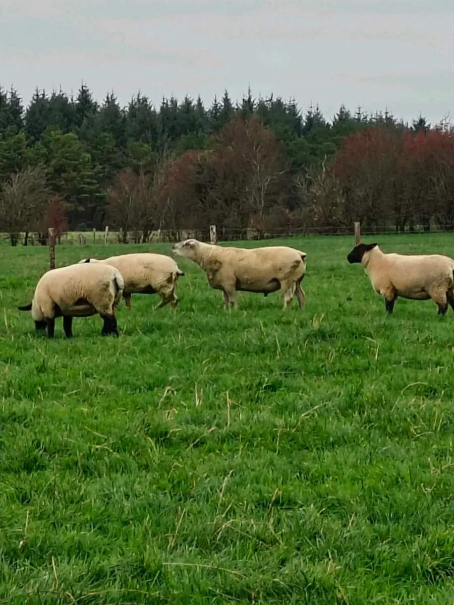 Charollais ram - Image 2