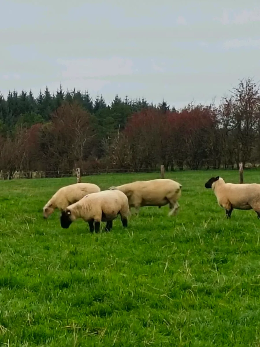 Charollais ram - Image 3